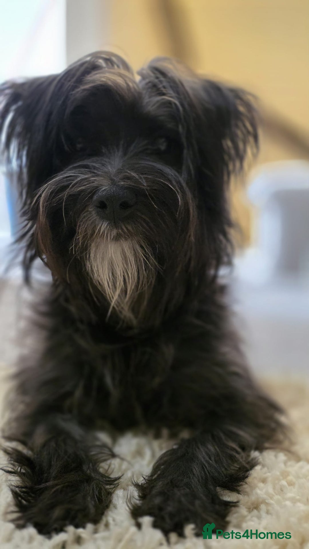 Morkie dogs for sale: Morkie - Image 3