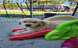 Golden Retriever dogs for sale: We have 5 boys and 3 girls Golden remaining 🐾 - Image 9