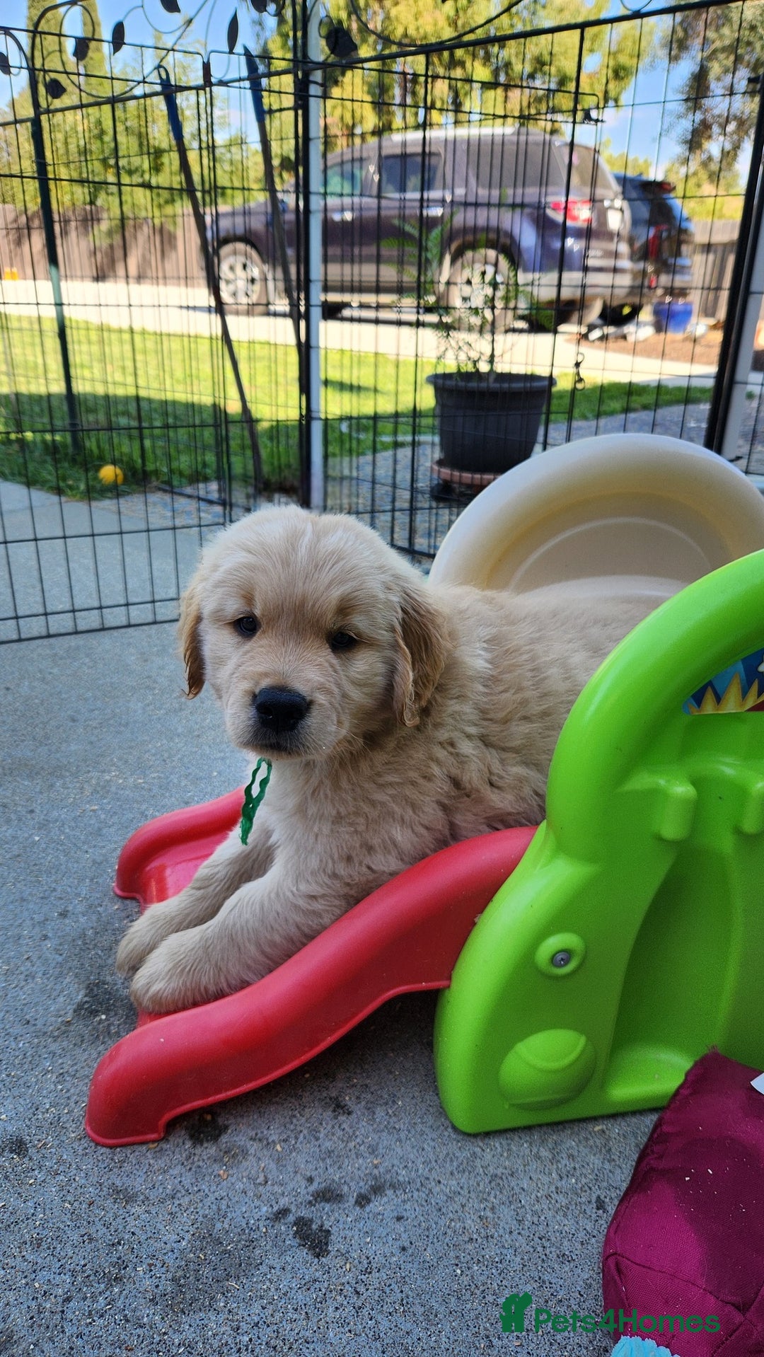 Golden Retriever dogs for sale: We have 5 boys and 3 girls Golden remaining 🐾 - Image 9