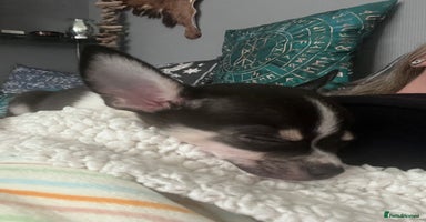 Chihuahua dogs - Advert 12