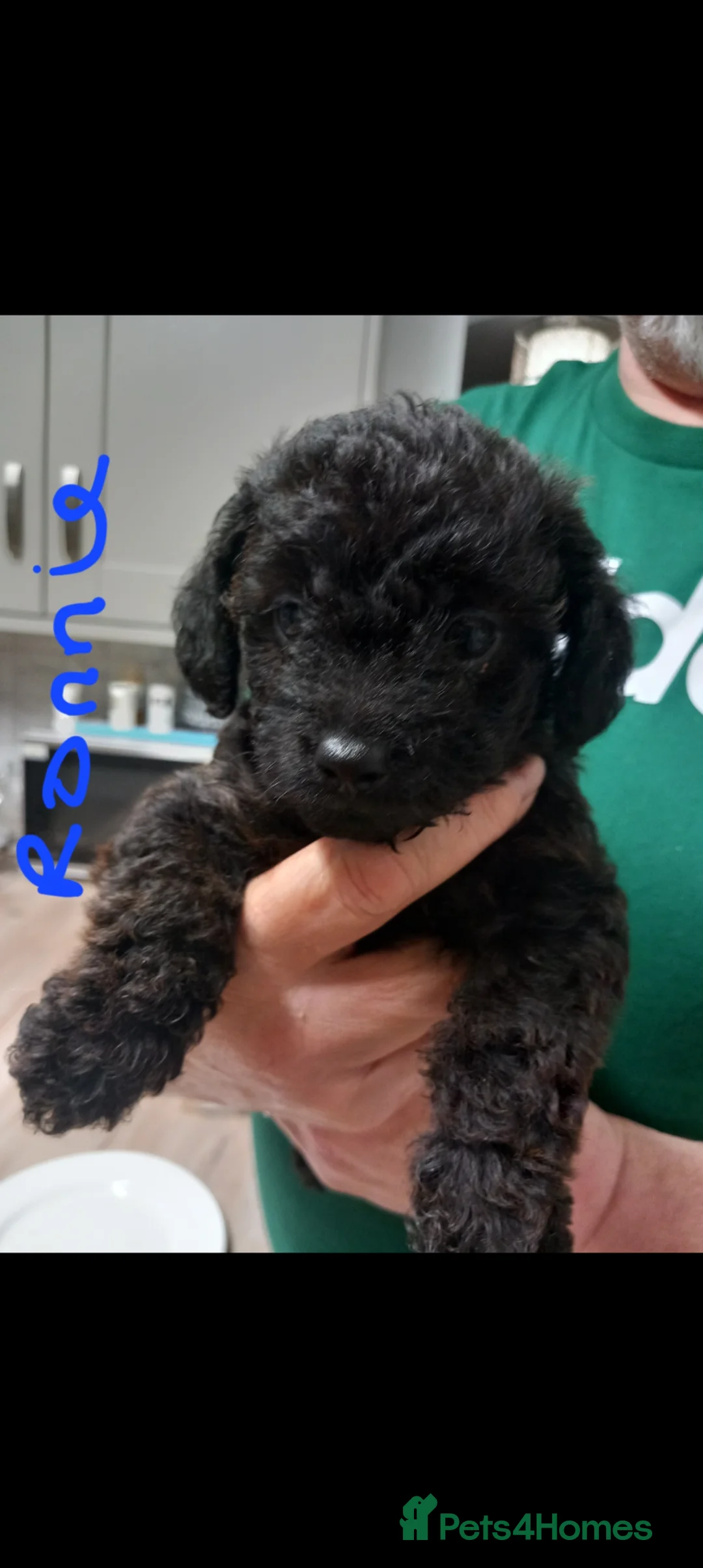 Jackapoo dogs for sale: First generation Jackapoos - Advert 8