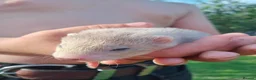 Ferret rodents for sale: Baby hob ferrets in Whitchurch - Advert 3
