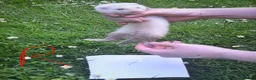 Ferret rodents for sale: Baby ferrets looking for forever homes🏡 - Advert 13