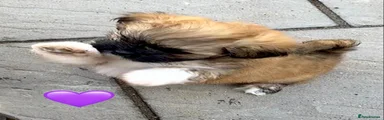 Lhasa Apso 4