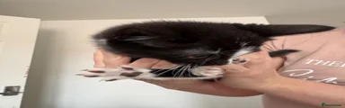 Mixed Breed Kitten 3
