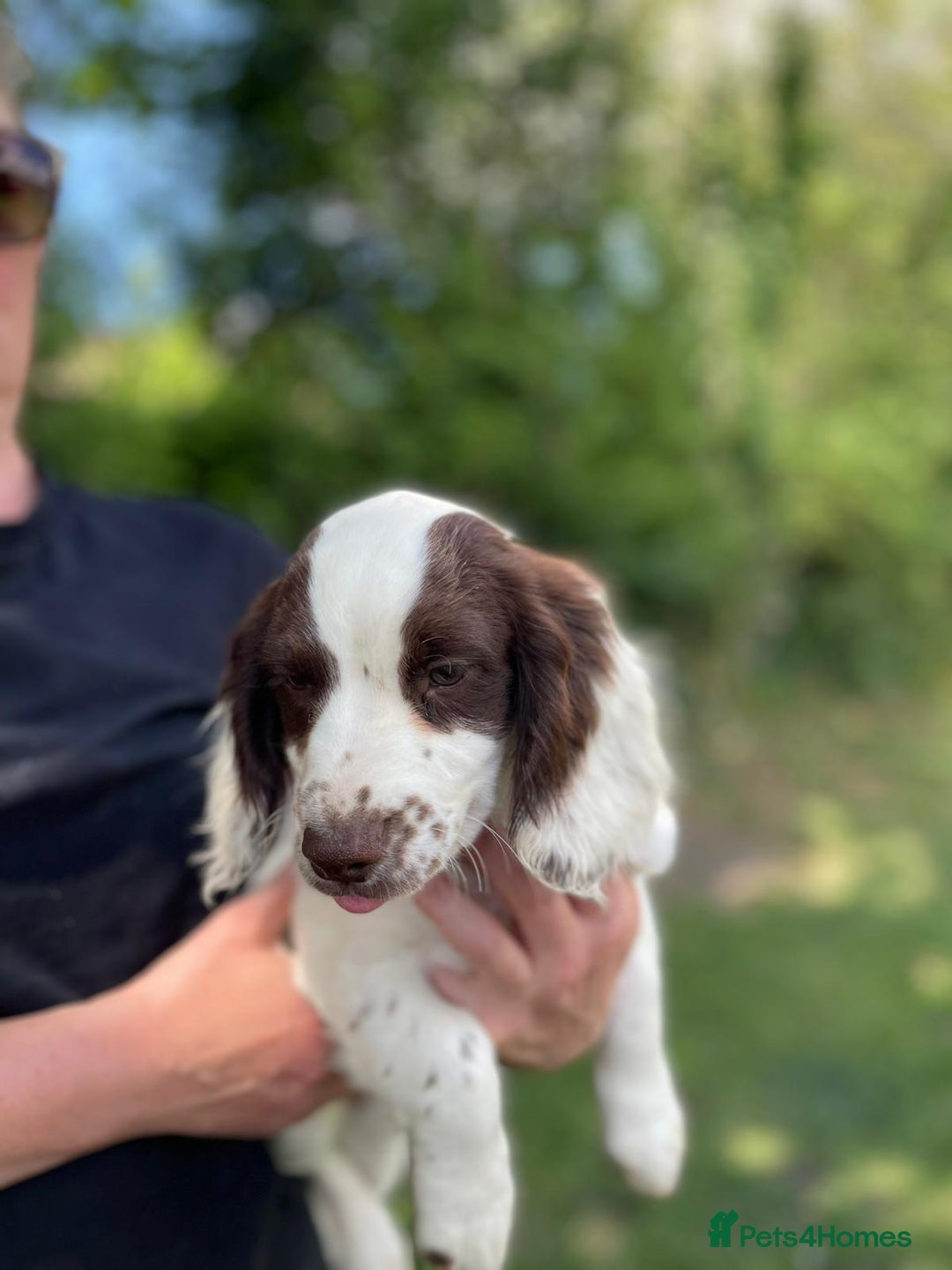 English Springer Spaniel dogs for sale: English Springer Spaniel Pups For Sale - Image 21