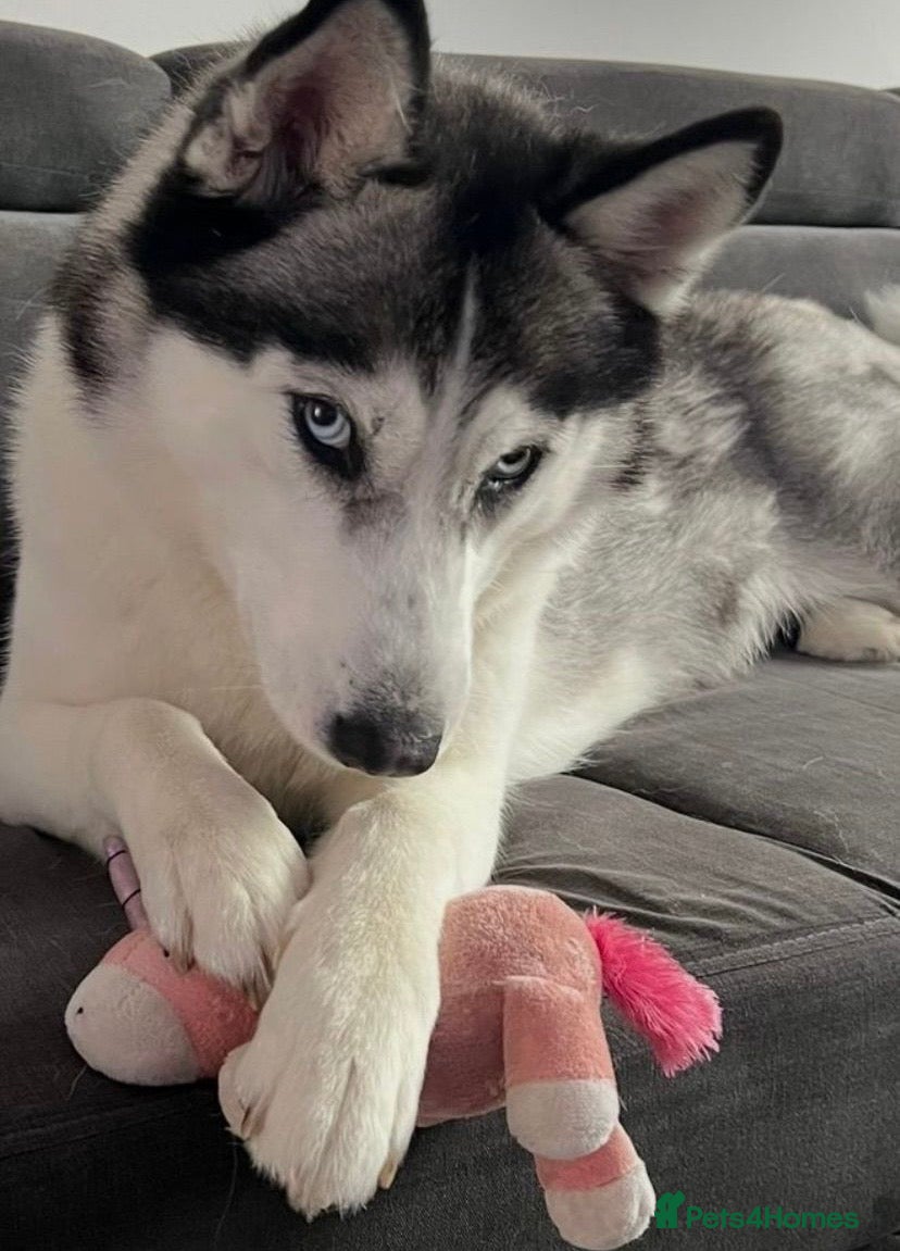 Siberian Husky dogs Siberian husky  - Advert 1