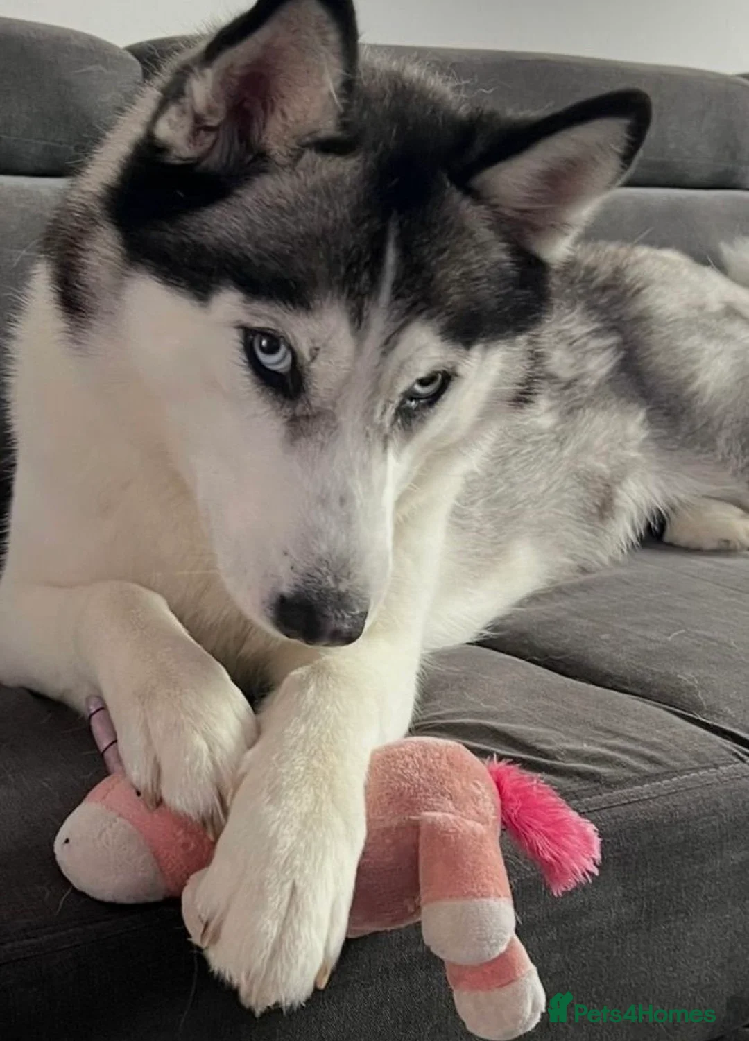 Siberian Husky dogs for sale: Siberian husky  - Advert 1