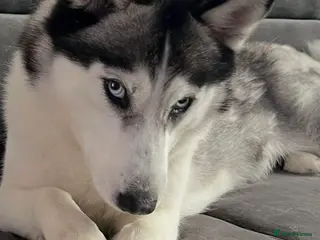 Siberian Husky dogs Siberian husky - Advert 1