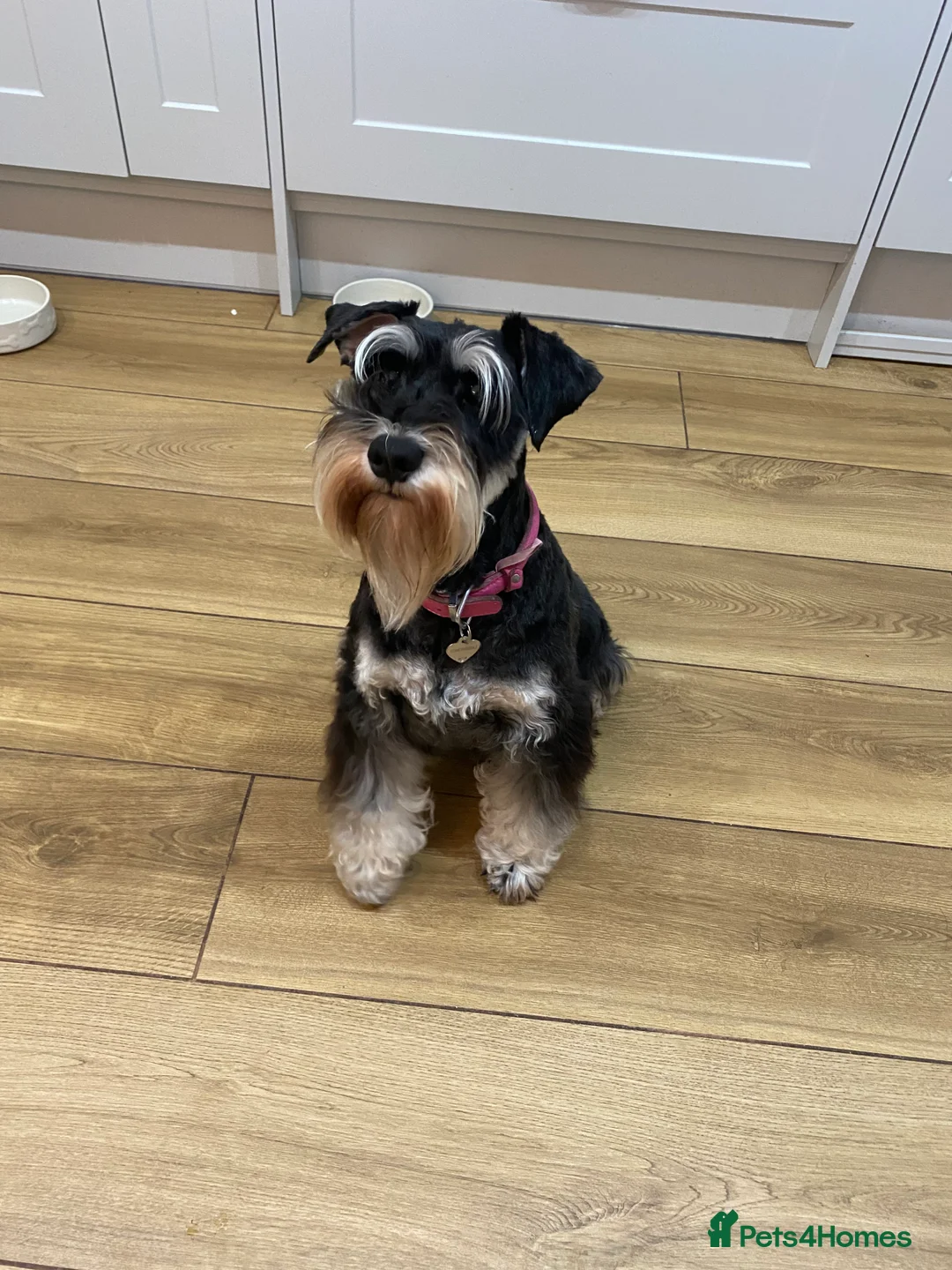 Miniature Schnauzer dogs for sale: Miniature schnauzers  - Advert 1