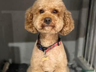 Toy Poodle dogs Gorgeous Red Toy Poodle KG REG & Health tested in Walsall - Advert 19