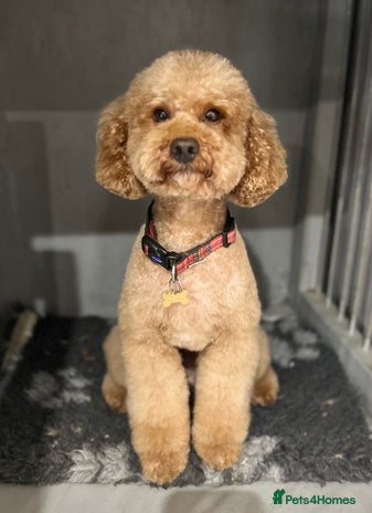 Toy Poodle dogs in Walsall - Advert 1