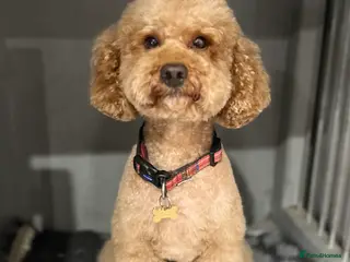 Toy Poodle dogs Gorgeous Red Toy Poodle KG REG & Health tested in Walsall - Advert 3
