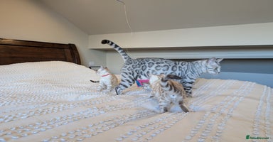 Bengal cats - Advert 7