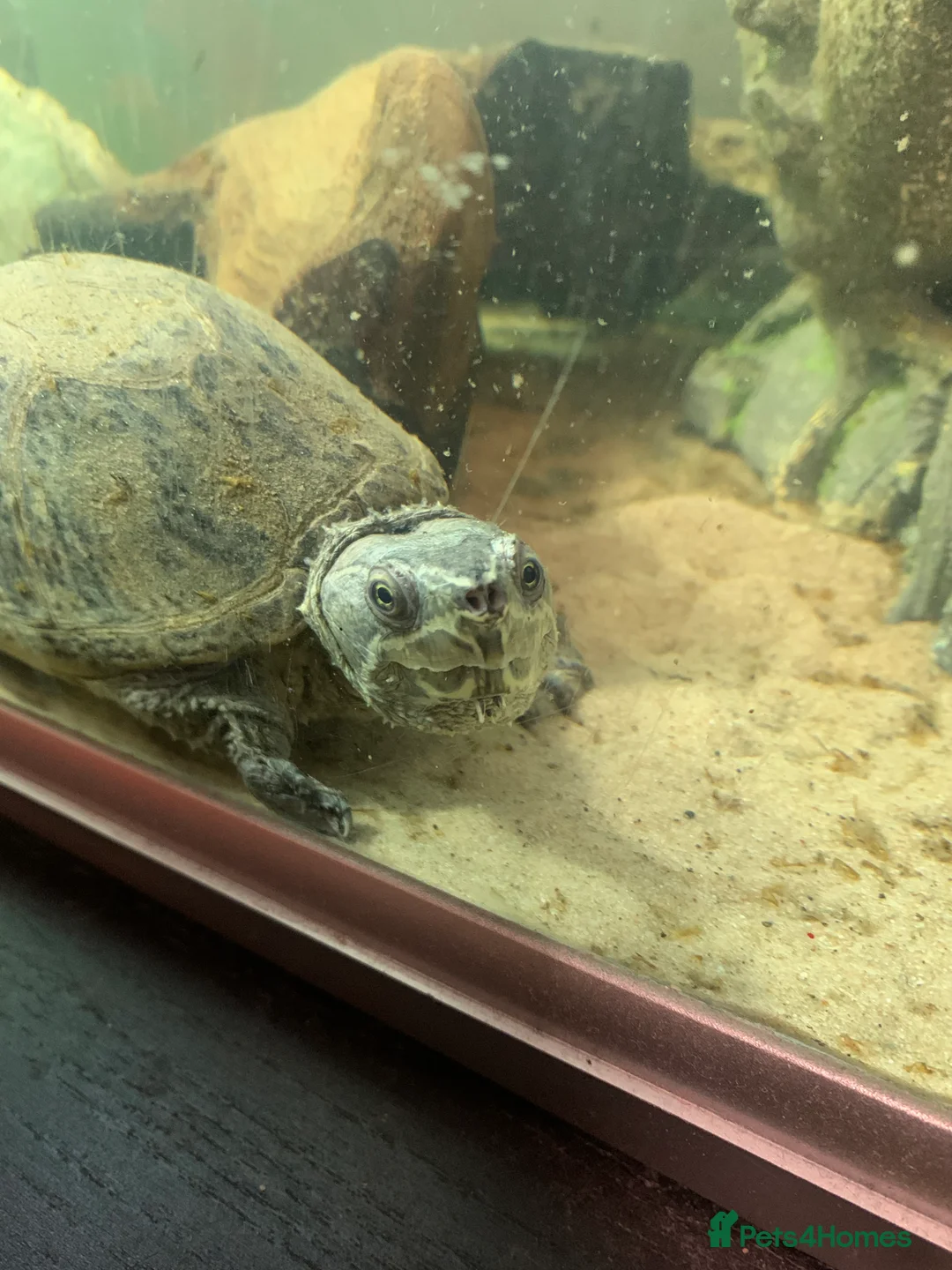 Turtle reptiles for sale: Musk Turtle including Tank and Filter in Walton-on-Thames - Advert 3