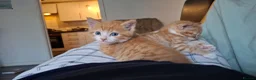 Mixed Breed cats for sale: Beautiful ginger kitten - Advert 9
