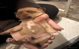 Chihuahua dogs for sale: Chihuahua girl pups  - Image 8