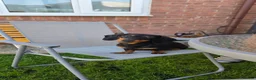 Miniature Dachshund dogs for sale: KC registered Black & tan Miniature daschund - Advert 4