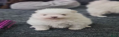 Pomeranian Puppy 1