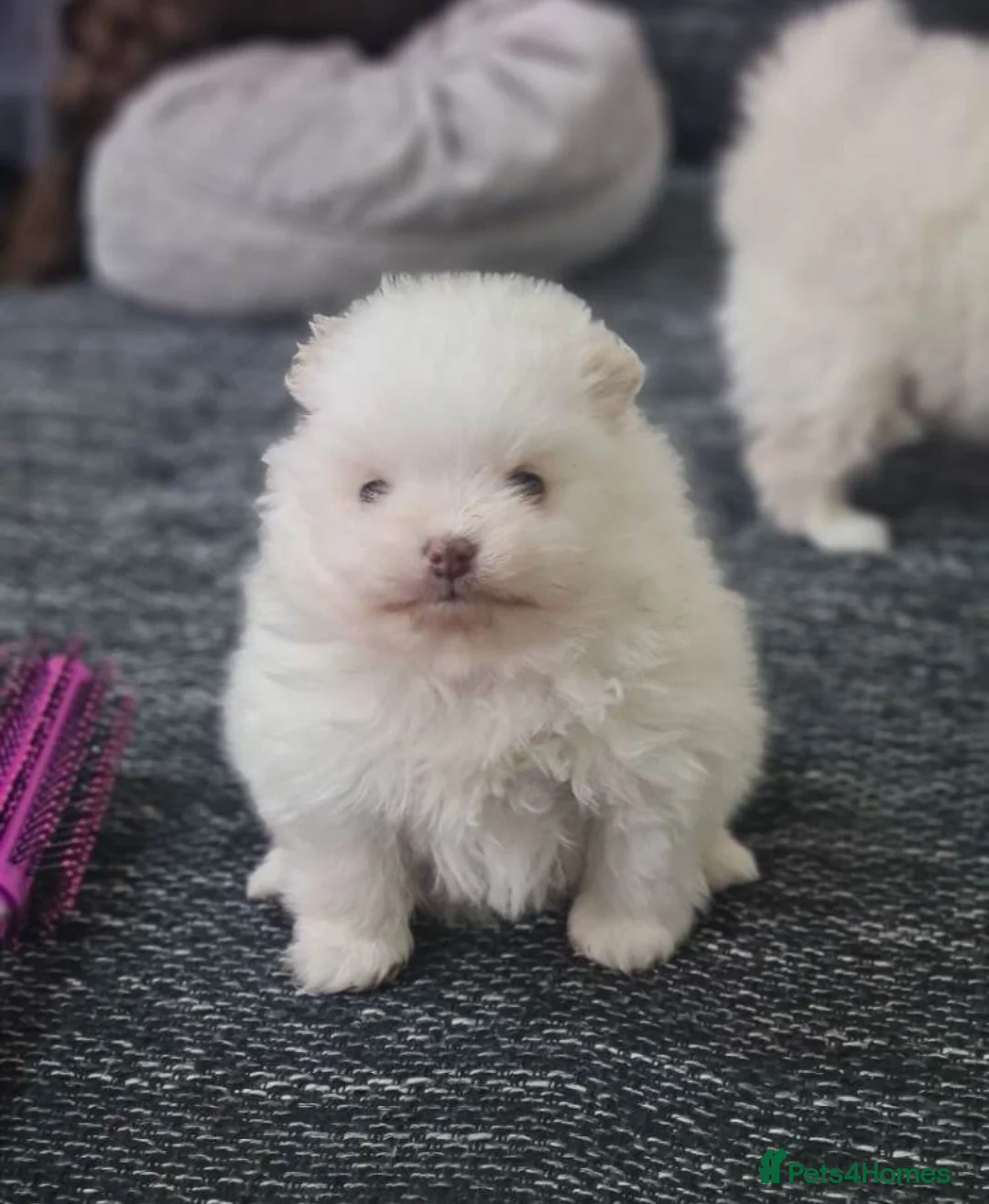 Pomeranian dogs for sale: 2 Pomeranian boys for sale. in Manchester - Advert 3