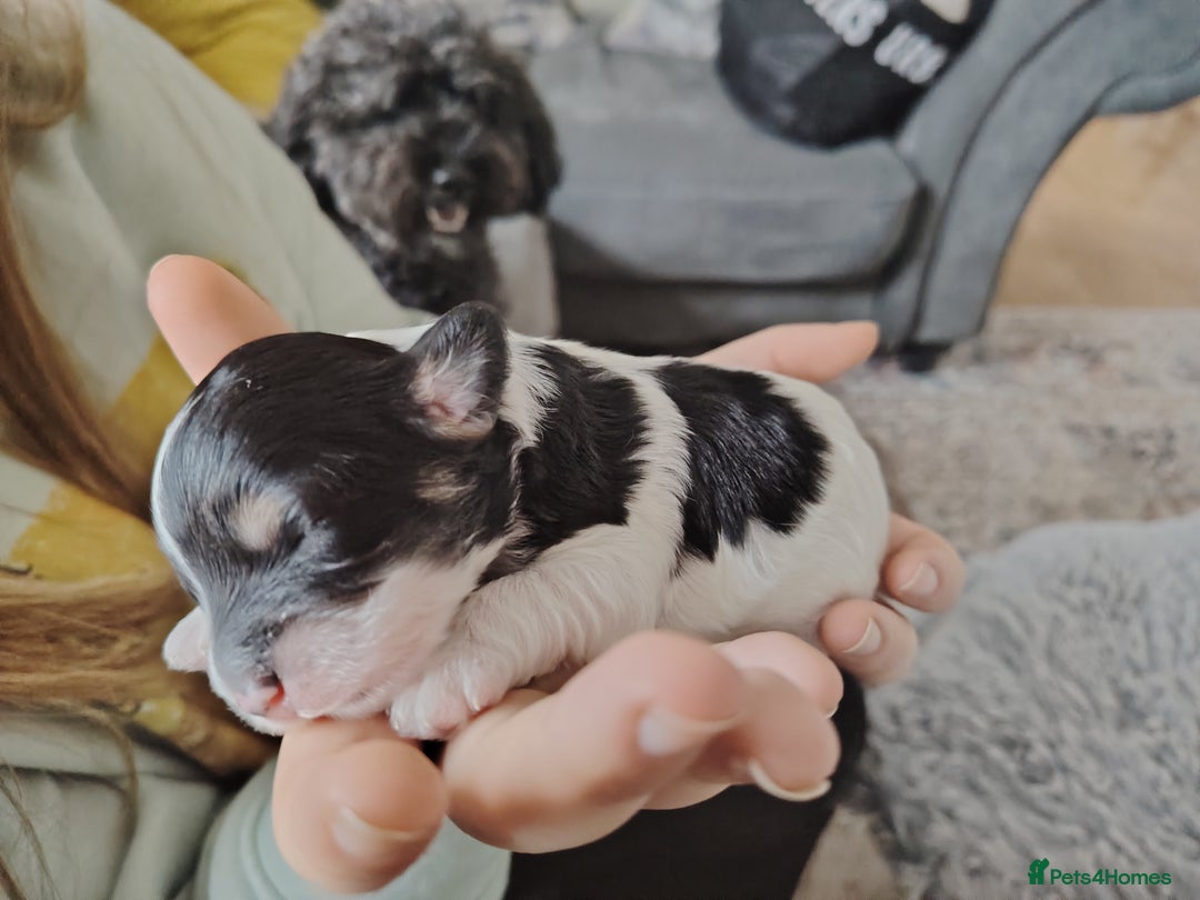 Cavapoo dogs for sale: Stunning tri coloured teddy bear Cavapoos x 6  - Advert 3