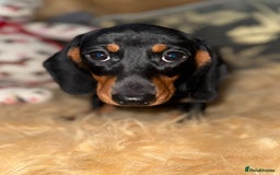 Miniature Dachshund dogs for sale: 🩷 Two Adorable KC GIrls available 🩷 - Image 1