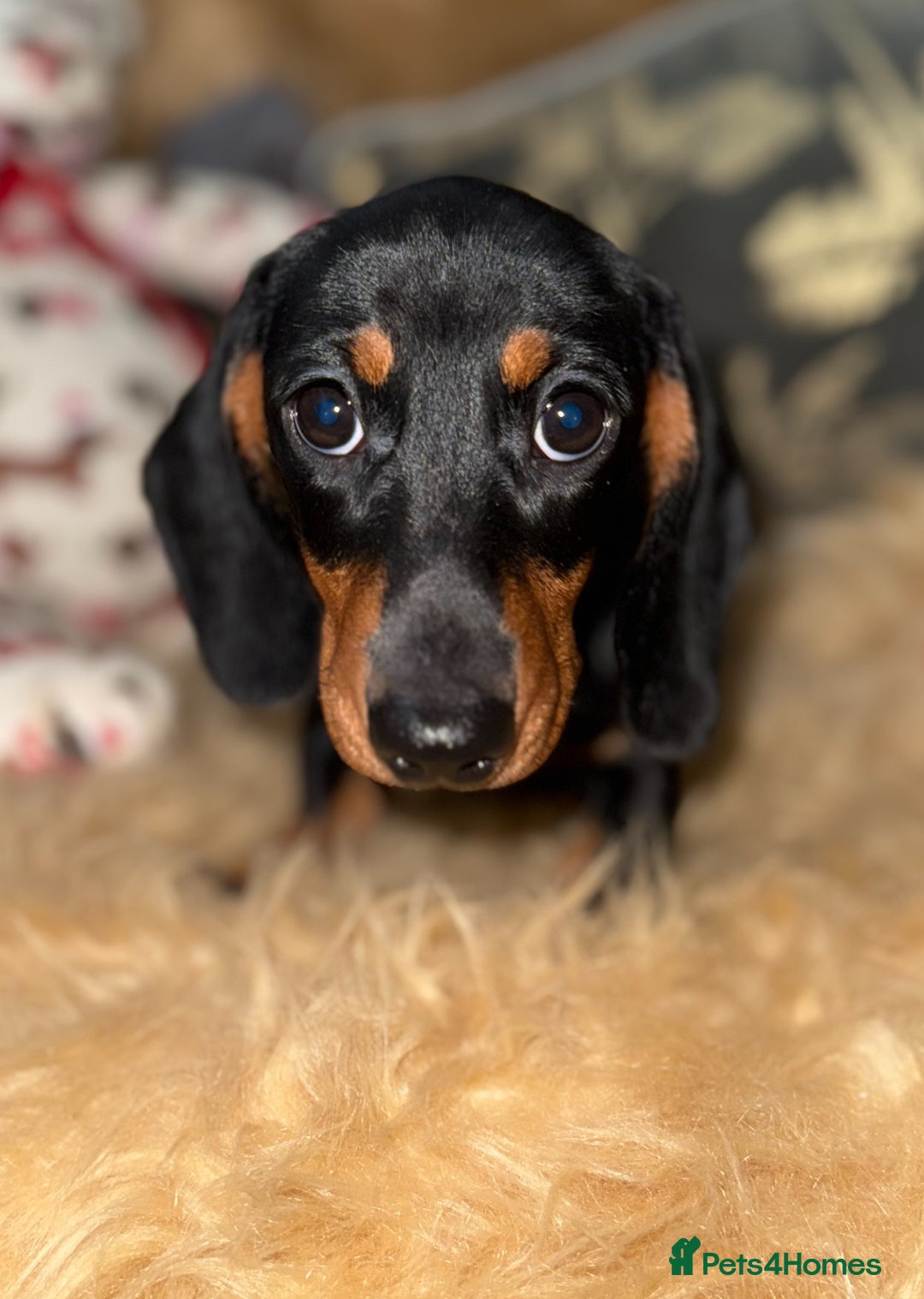 Miniature Dachshund dogs for sale: 🩷 Two Adorable KC GIrls available 🩷 - Image 1