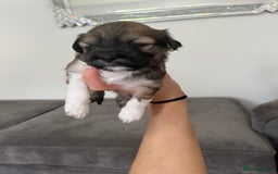 Lhasa Apso dogs for sale: Lhasa apso puppies 🐶 - Image 2