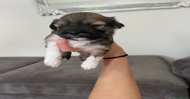 Lhasa Apso dogs - Advert 8