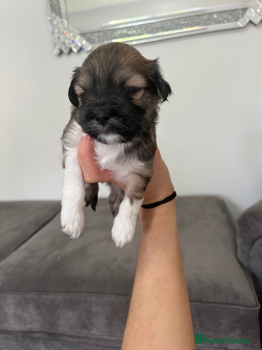 Lhasa Apso dogs for sale: Lhasa apso puppies 🐶 - Image 2