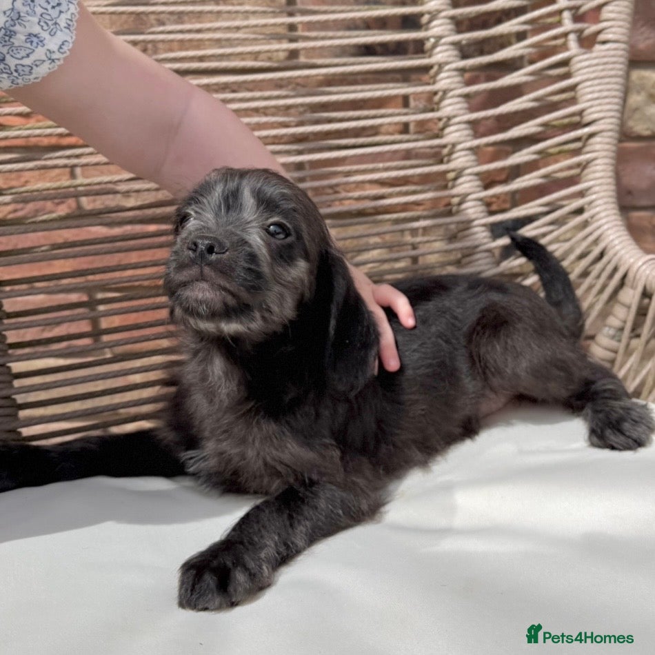 Mixed Breed dogs ⭐️⭐️Poogle Puppies (Beagle x Miniature Poodle)⭐️⭐️ - Advert 2