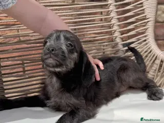 Mixed Breed dogs ⭐️⭐️Poogle Puppies (Beagle x Miniature Poodle)⭐️⭐️ - Advert 2