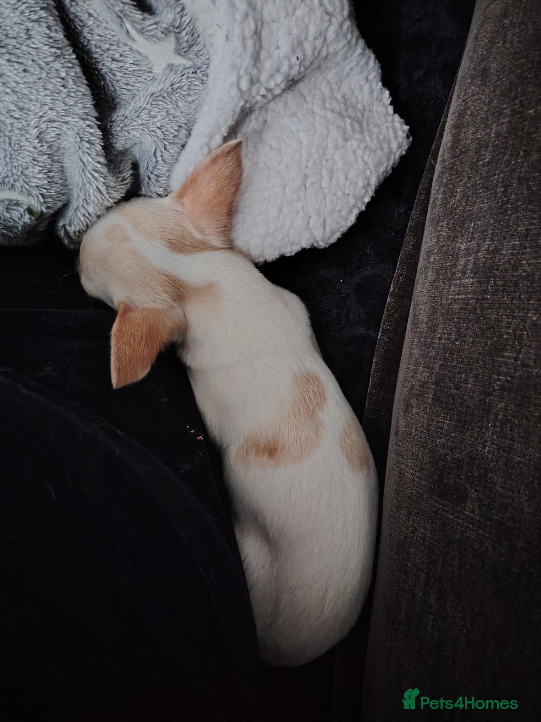 Chihuahua dogs for sale: Deer head chihuahua  - Advert 7