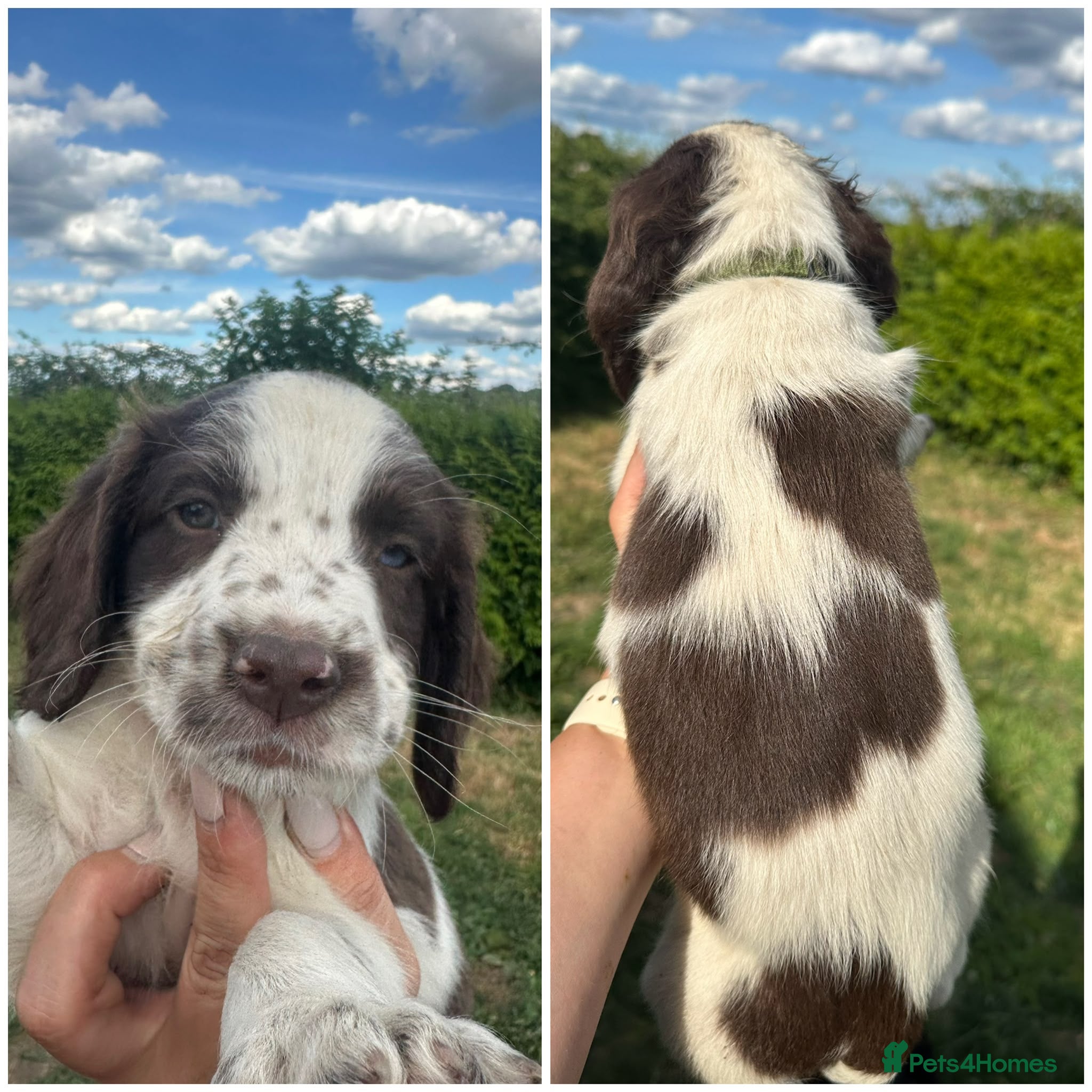 English Springer Spaniel dogs KC registered 2 L&W boy springer pups left - Advert 4
