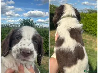 English Springer Spaniel dogs KC registered 2 L&W boy springer pups left - Advert 4