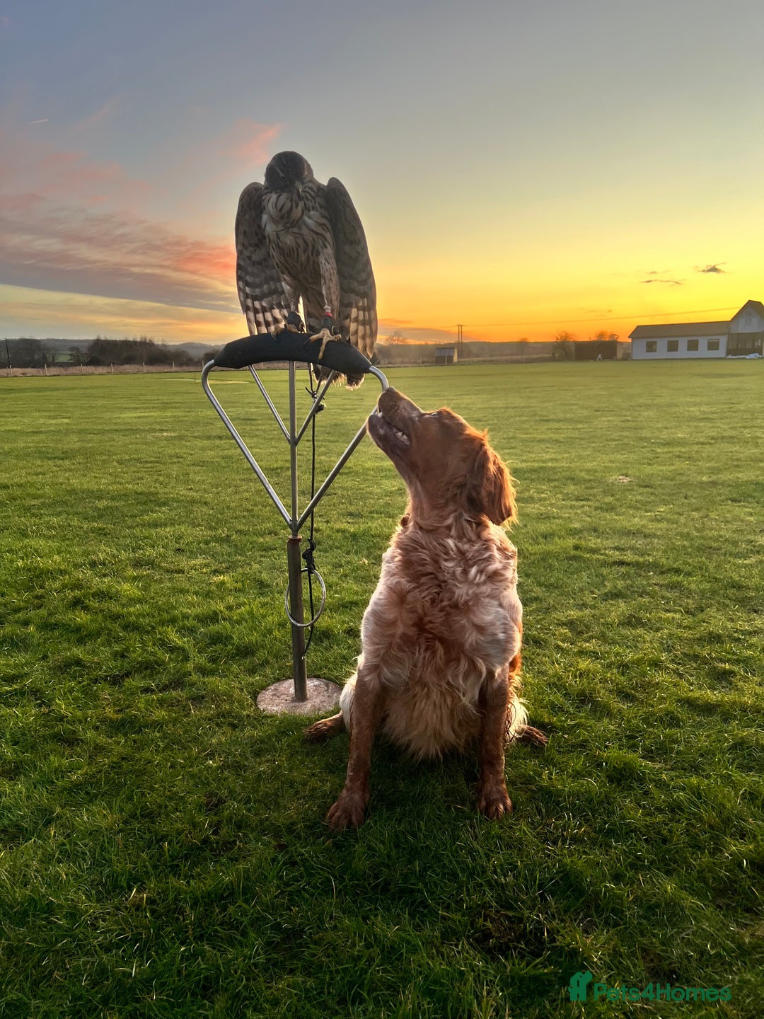 Brittany Spaniel dogs for sale: Brittany puppies for sale  - Image 30