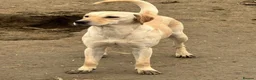 Mixed Breed dogs for adoption: Gorgeous Star - Advert 4