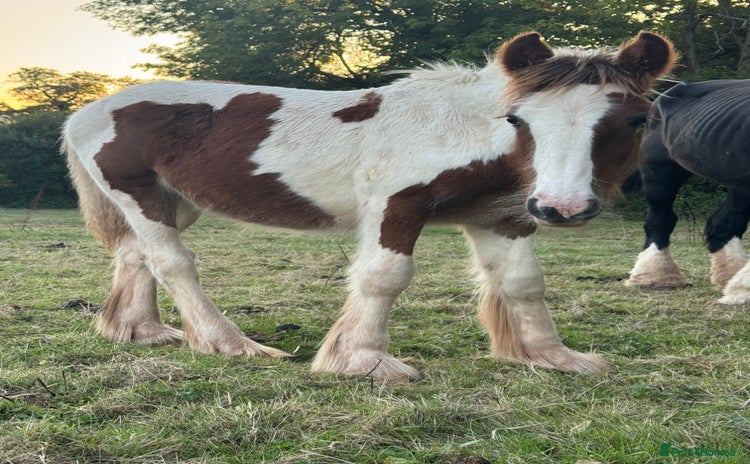Irish Cob horses - Advert 1