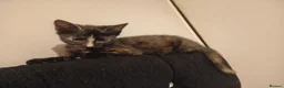 Mixed Breed cats for sale: Kittens - Advert 7