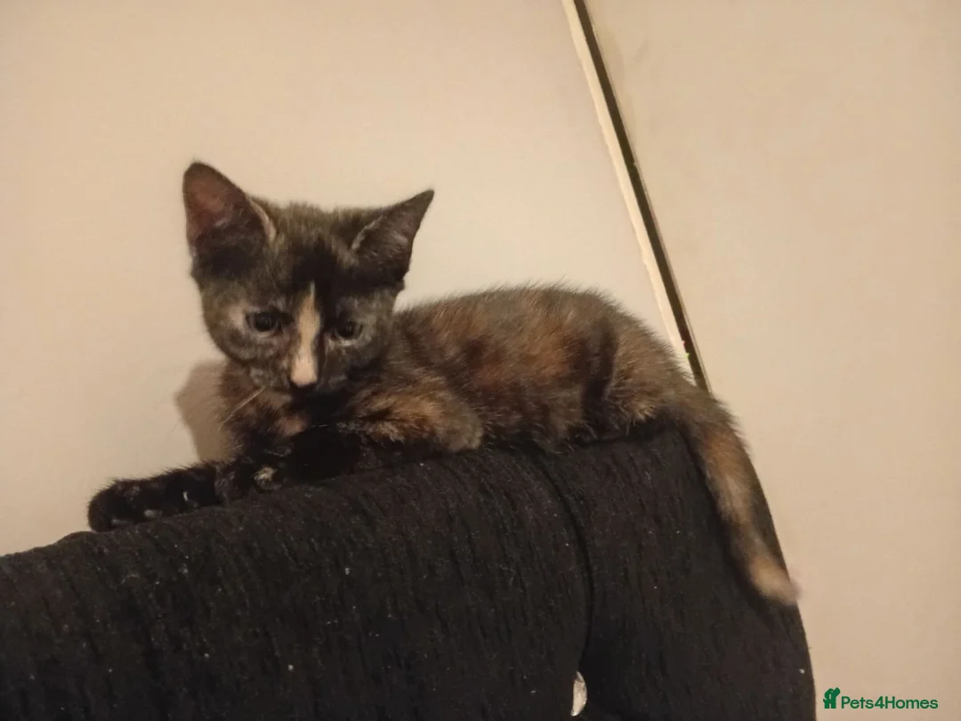 Mixed Breed cats for sale: Kittens - Advert 7