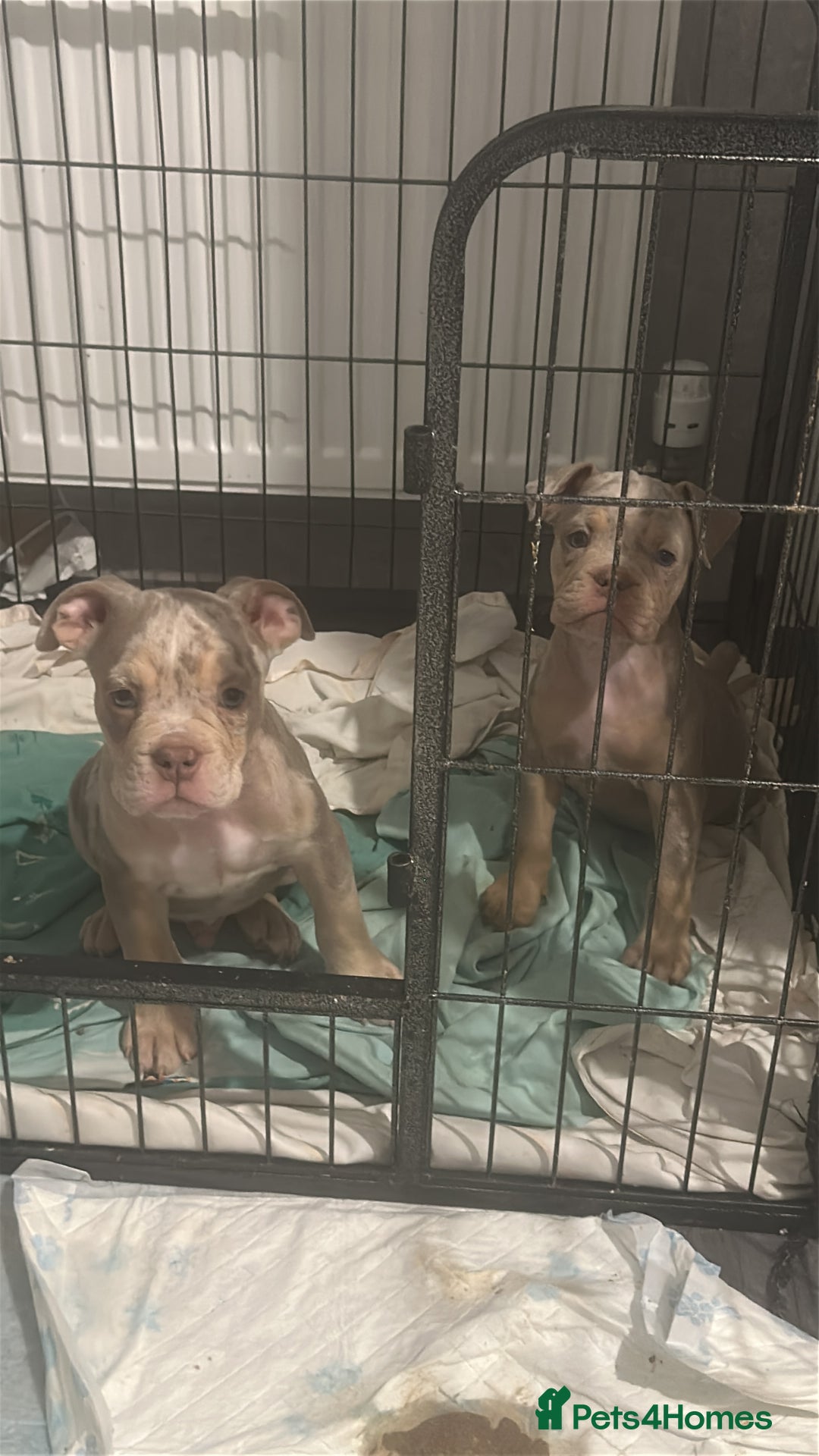 Olde English Bulldogge dogs for sale: Olde English bulldogge  - Advert 1