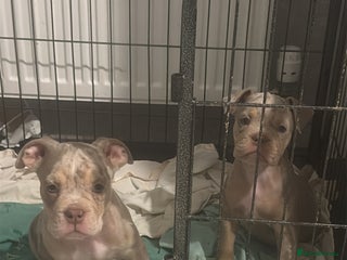 Olde English Bulldogge dogs Olde English bulldogge - Advert 3