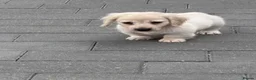 Miniature Dachshund dogs for sale: Cream quality miniature DACHSHUNDS - Advert 6