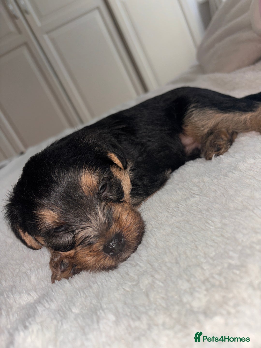 Yorkshire Terrier dogs for sale: Pedigree Yorkshire Terrier - Advert 8