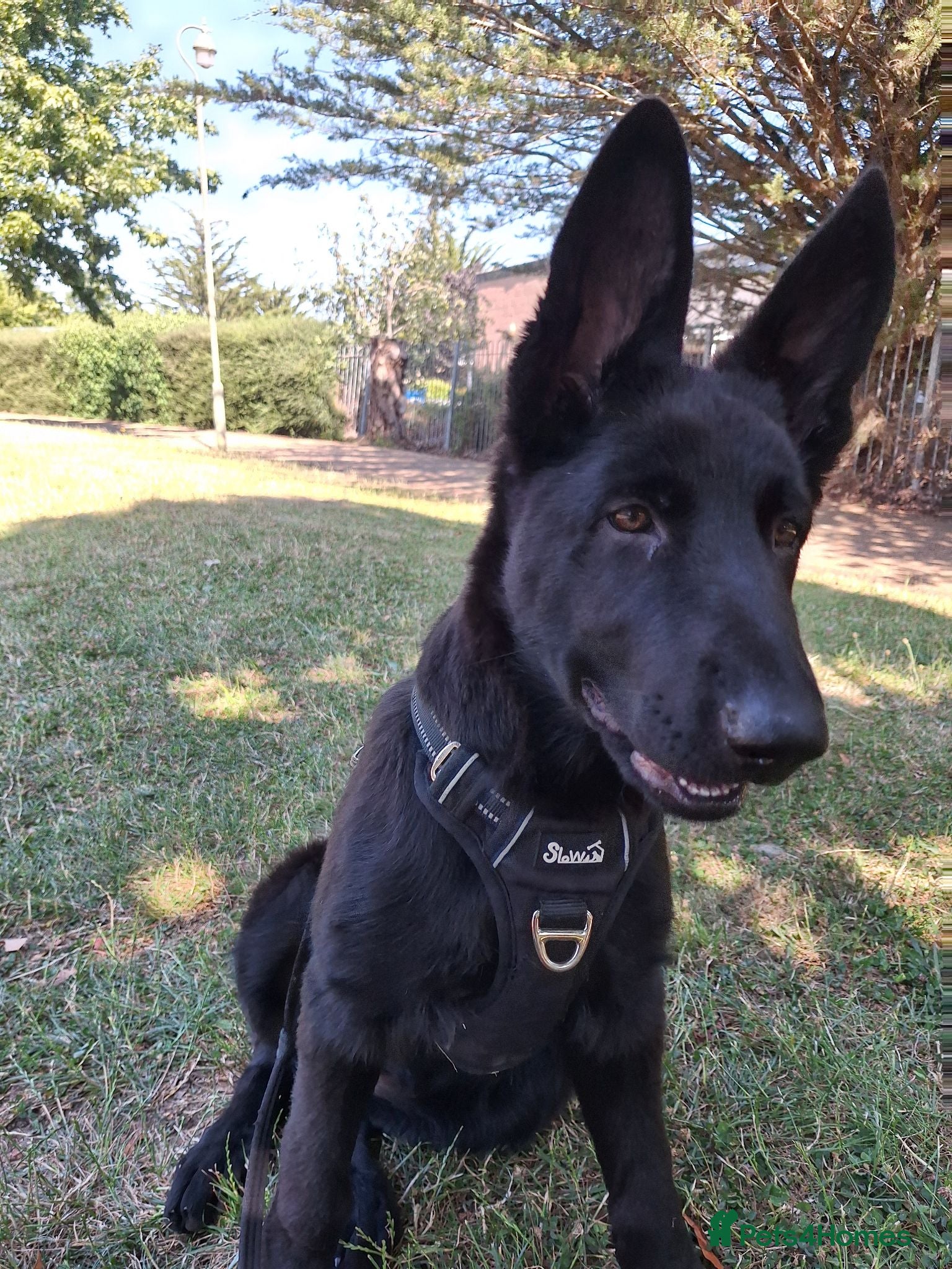 German Shepherd dogs Outstanding KC reg straight back German Sheppard  - Advert 2