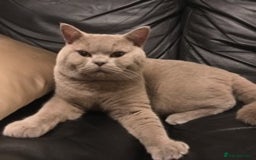 British Shorthair cats for stud: STUD ONLY in Huddersfield - Image 8