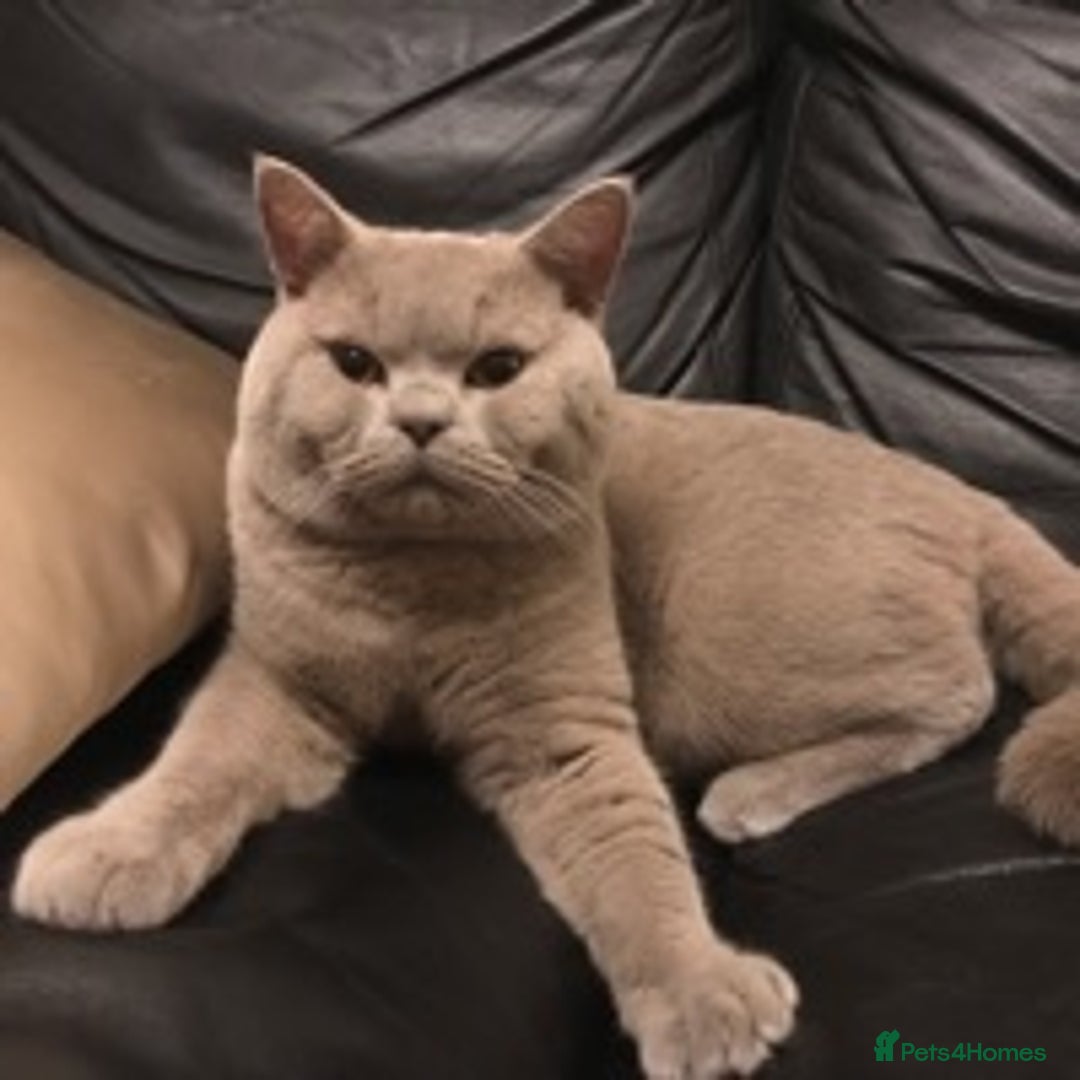 British Shorthair cats for stud: STUD ONLY in Huddersfield - Image 8