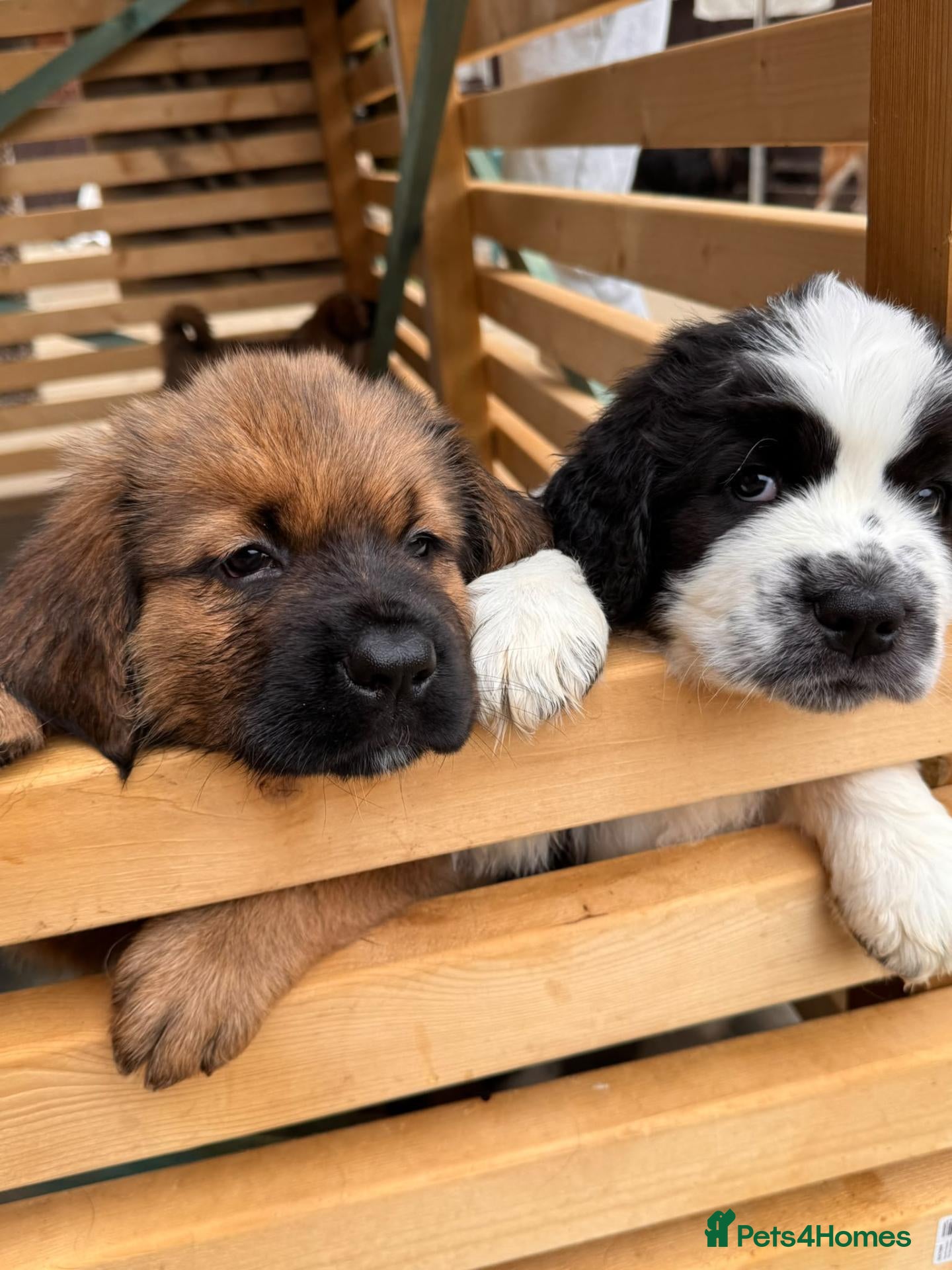 Saint Bernard dogs Giant Floof pups for sale - Advert 15