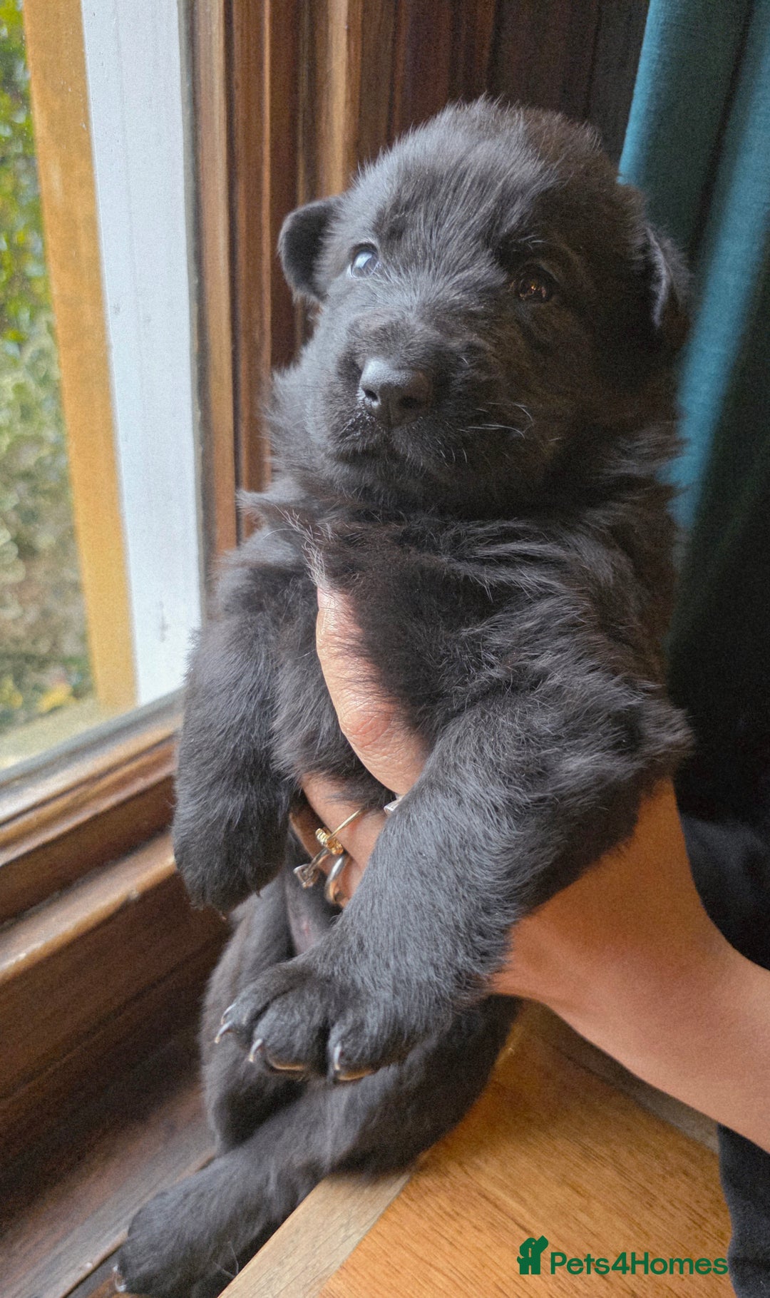 German Shepherd dogs for sale: Rare All-Black GSD Girls - Parents Owned & Present - Advert 10