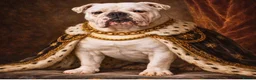 English Bulldog dogs for stud: The Stud Choice That Shapes the Whole Journey - Advert 8